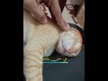 Wedding Nasheed рџ ЌрџЊј Mohammad Al Muqit рџЋ рџЊџ Hashtags Nasheed Islam Wedding Arabic Wedding Nasheed рџ ЌрџЊј Mohammad Al Muqit рџЋ рџЊџ Hashtags Nasheed Islam Wedding Arabic