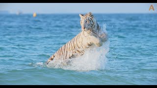 Animalia  The Tigers fool around at the beach