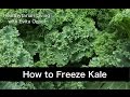 How to Pick and Freeze Kale - A Full Guide with Nutrition Info, Health Benefits & Tutorial