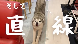 お肉をタユタユさせながらお暴れになっていた事実が判明したシベリアンハスキー