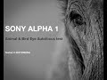 SONY A1 - Real World Animal Autofocus Test in Botswana