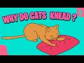 Why do Cats Knead Their Owners? | Furry Feline Facts
