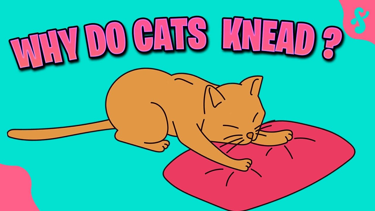 Why do Cats Knead Their Owners? Furry Feline Facts YouTube