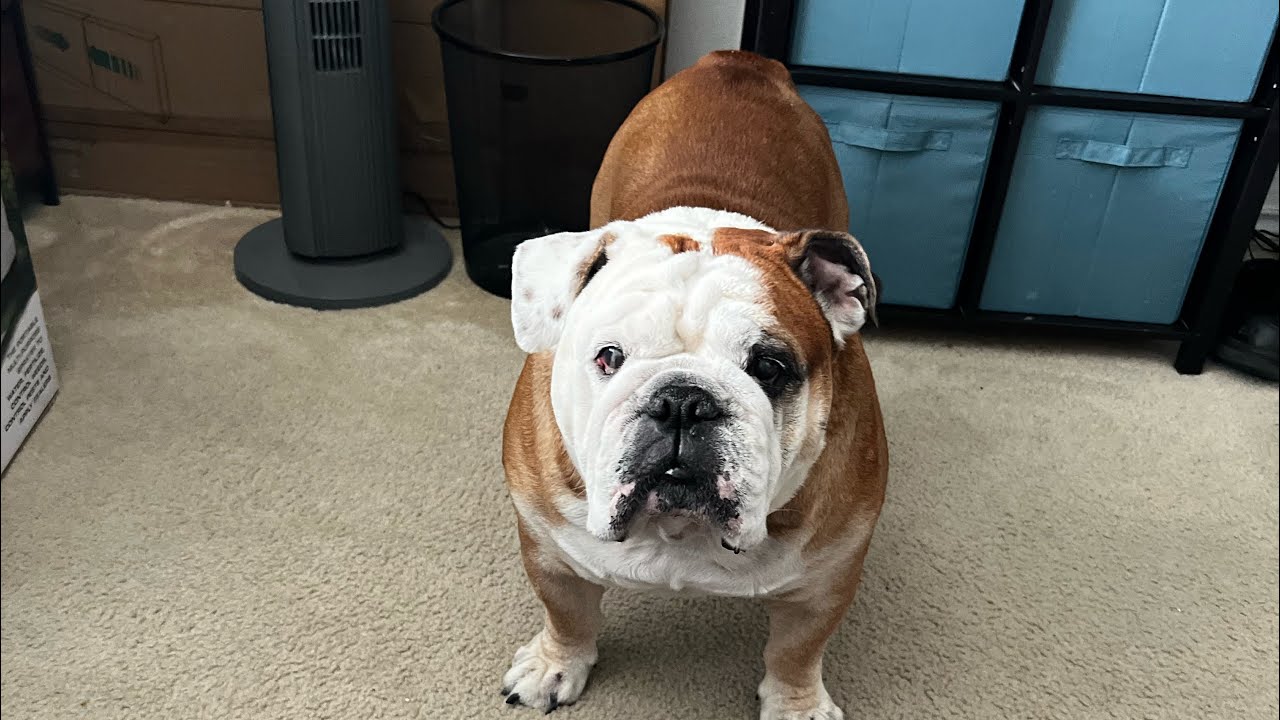 Quick Pillow Fight With Rocky !!!