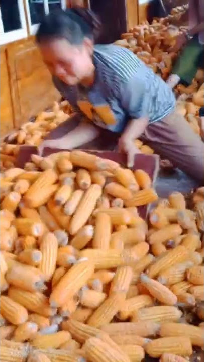 Cewek CANTIK Ikut  Proses Penggilingan jagung - jpd petani