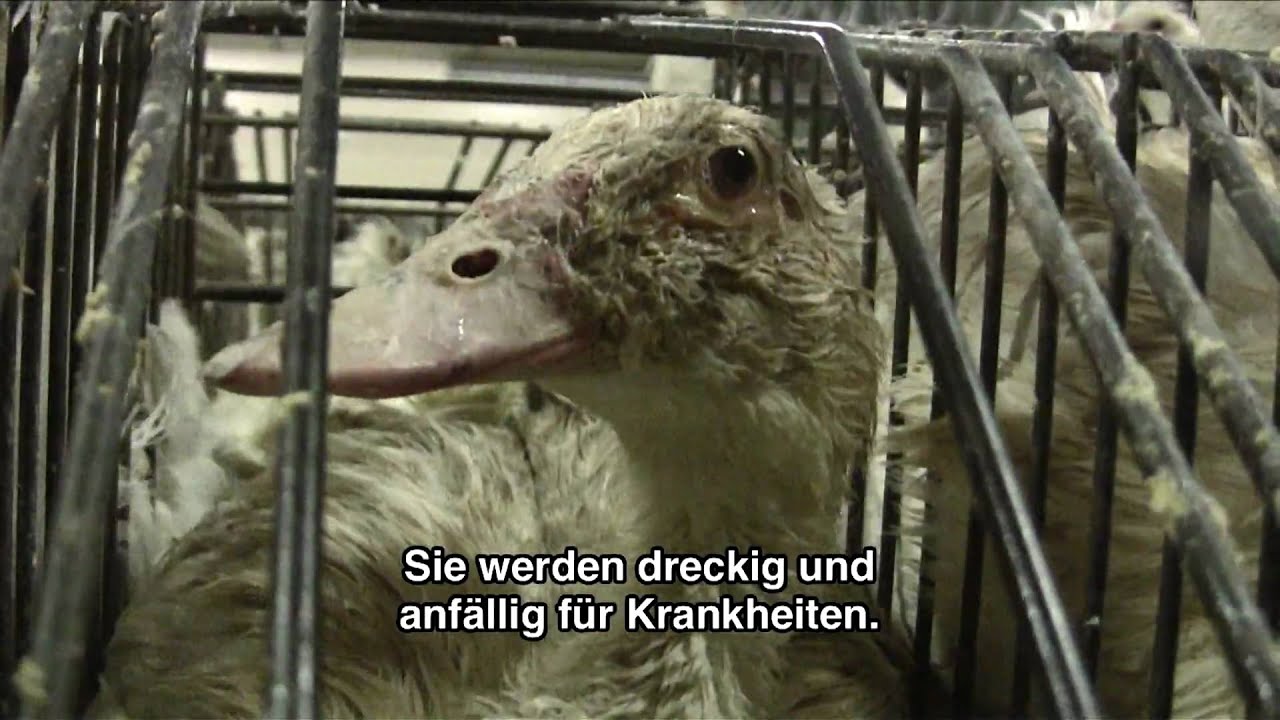 Download Tierschutz sprueche peta For Android Free Tierschutz Sprueche Peta
