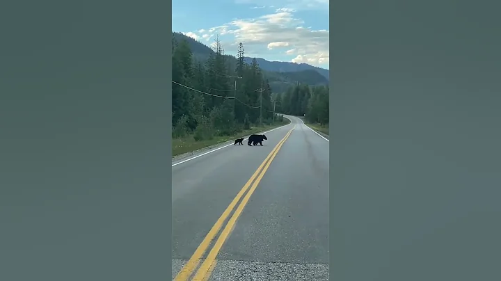 Mama Black Bear Escorts Cubs Across Road || ViralHog