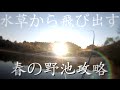 バス釣り　春の野池攻略！スピナーベイト