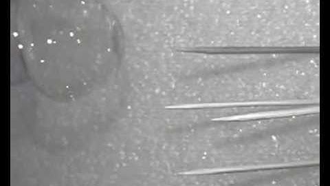 Bubbles: high-speed video microscope imagery