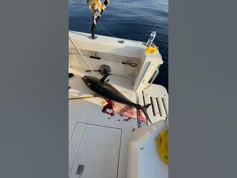 Голубой Тунец на спиннинг в Турции #тунец #море #морезовёт - YouTube