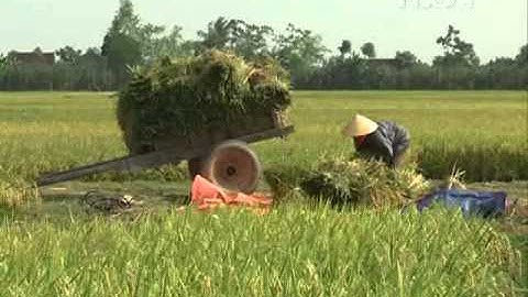 Tăng tỷ lệ thành công trong liên kết tiêu thụ lúa gạo