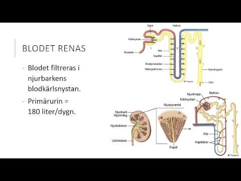 Video: Skillnaden Mellan Utsöndring Och Osmoregulering