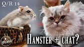 Q A 14 Cohabitation Du Hamster Avec Le Chat Youtube