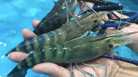 Giăng Câu Tôm Càng Xanh Bằng Mồi Tép