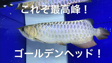 総集編 アジアアロワナ 過背金龍 を飼育して3ヶ月以上が経過しました アクアリウム 24 Mp3