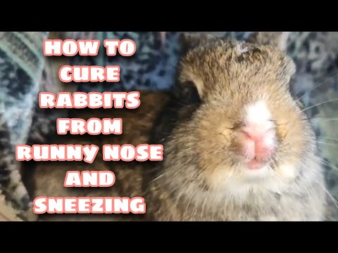 Video: How To Treat A Runny Nose In A Rabbit