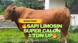 Download Lagu 🔥SAPI LIMOSIN SUPER CALON 1 TON UP🔥‼️‼️ MP3