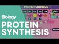 Protein Synthesis: From DNA Code to Amino Acids