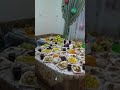 اجمل عيد ميلاد بي الكون غروب الغالي