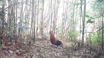 Yos hav zoov cuab qaib qus thiab tuab mab 2018