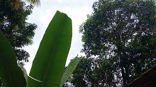 TIPS DAN CARA MENANAM DAN BERKEBUN