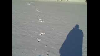 Newfoundland wolf tracks