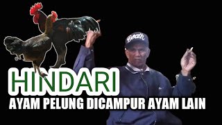 wajib tahu !! ni akibatnya jika ayam pelung dekat dengan ayam selain pelung | Bukan sekedar Mitos