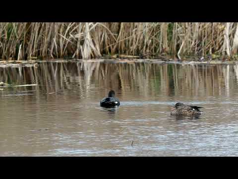 Westhay NNR, New Year's Eve, 2021