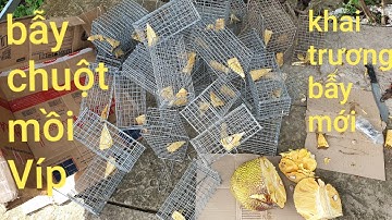 Tăng cường thêm bẫy săn cống nhum. Ưu nhược điểm của 2 loại bẫy | Săn bắt SÓC TRĂNG |