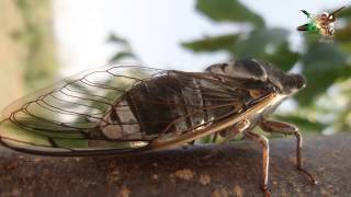 Ağustos Böceği Resimi