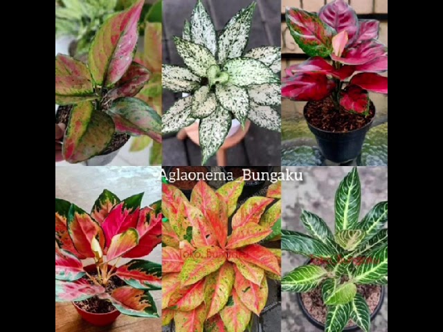 Bunga Cantik Meysi by Nadiva Garden 05 class=