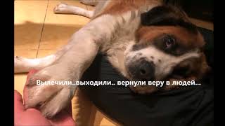 Спасение выкинутой на помойку больной собаки. Спасение выкинутой на помойку больной собаки.