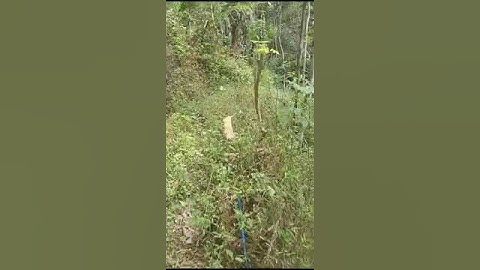 Rain Forest Ravine Slope Through The Beauty, Pacitan Regency, East Java, Indonesia, 2024
