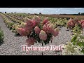 Hydrangea Park | Hortenzijų Parkas Panevėžio rajone