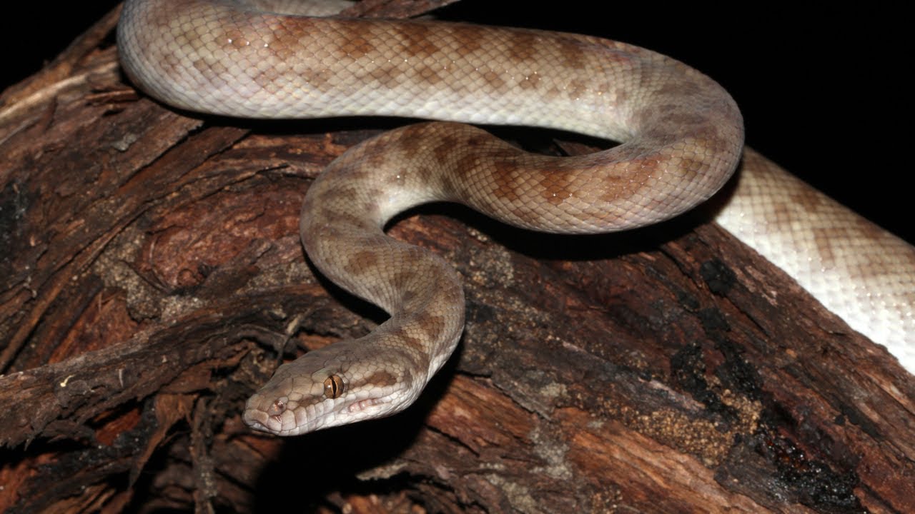 Are Children s Pythons Good Pets YouTube are-children-s-pythons-good-pets-youtube