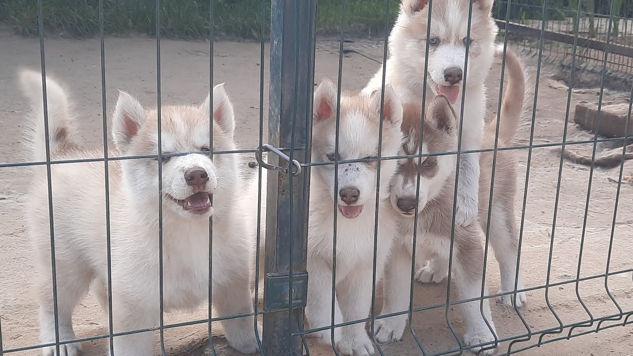 Собаки решили съесть кошку . Щенки Хаски - YouTube