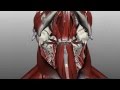 Neck Muscles Anatomy - Anterior Triangle - Part 1