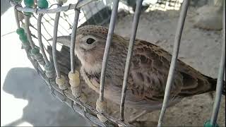 Mushadi Jal Bird Singing Video