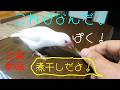 煮干しに興味津々？ おっかなびっくり？ 白文鳥ふーちゃん 文鳥動画