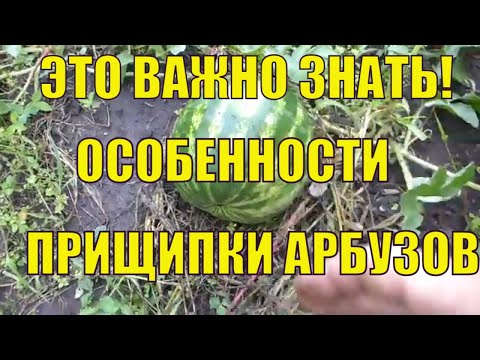 Формировка и прищипка арбузов. Это важно знать для хорошего урожая!