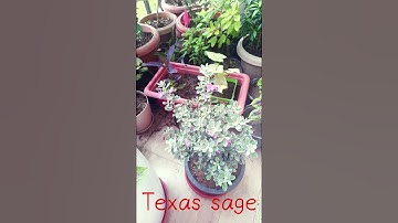 Thumbnail of blooming Texas sage plant #song