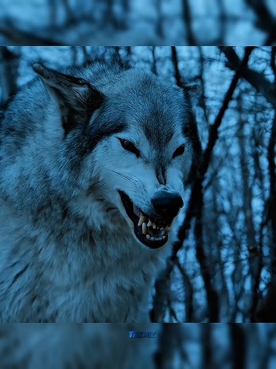 Arya Met Nymeria after many years but he's still angry with Arya #gameofthrones #shortsfeed #shorts
