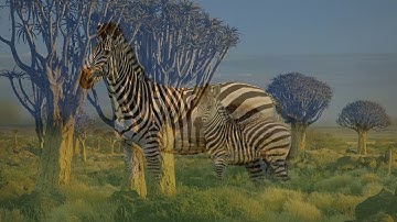 Toni Childs. Zimbabwe