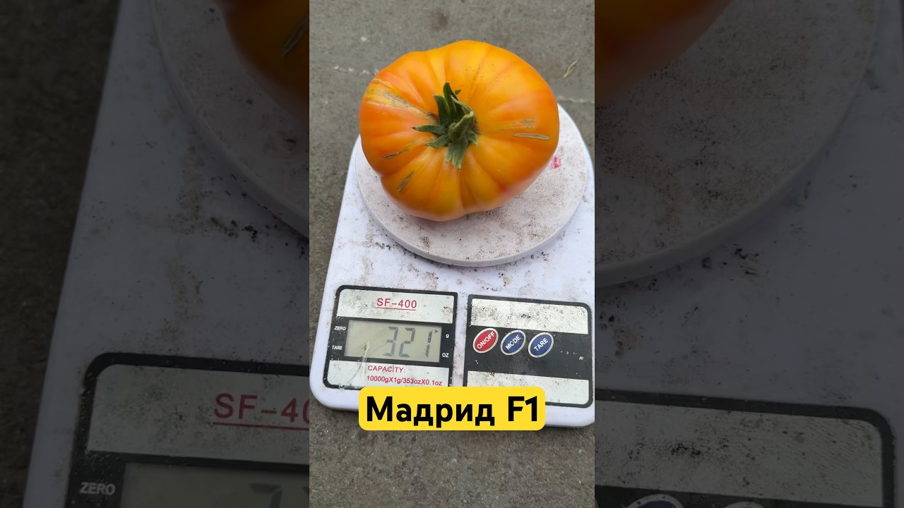 Томат Мадрид F1.