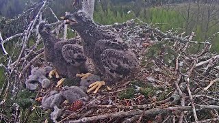 LDF Jūras ērglis ~Raimis brought five chicks to the nest~8:03 am 2020/05/19