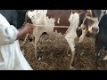 JA FARM IS A NAME OF ANIMAL & BIRDS LOVERS ,