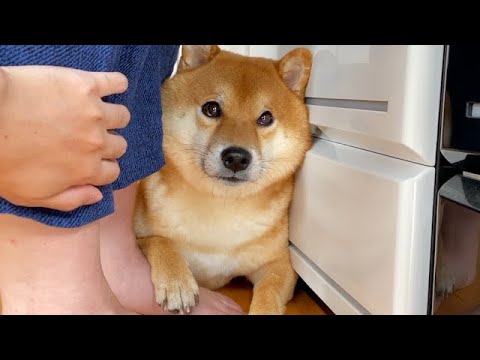 アメとキミとフリップタイプ　　入札しない『いいね』は気持ちワルい...by犬 Is there something strange about my Shiba Inu? After the