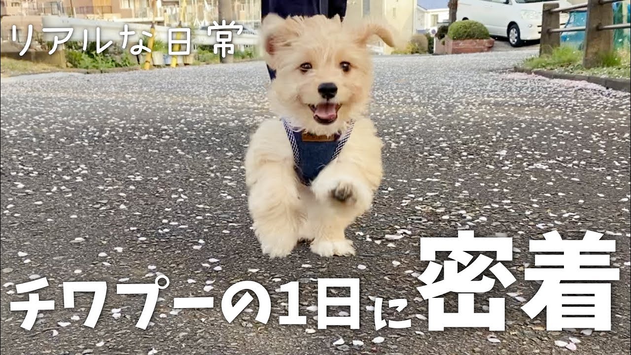 【平日ルーティン】子犬とパパとママのリアルな1日【チワプー】 YouTube