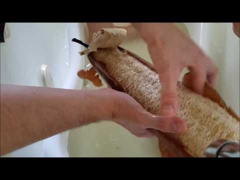 Видео: Loofah гъба: Какво да знаете за използването му за почистване и ексфолиране