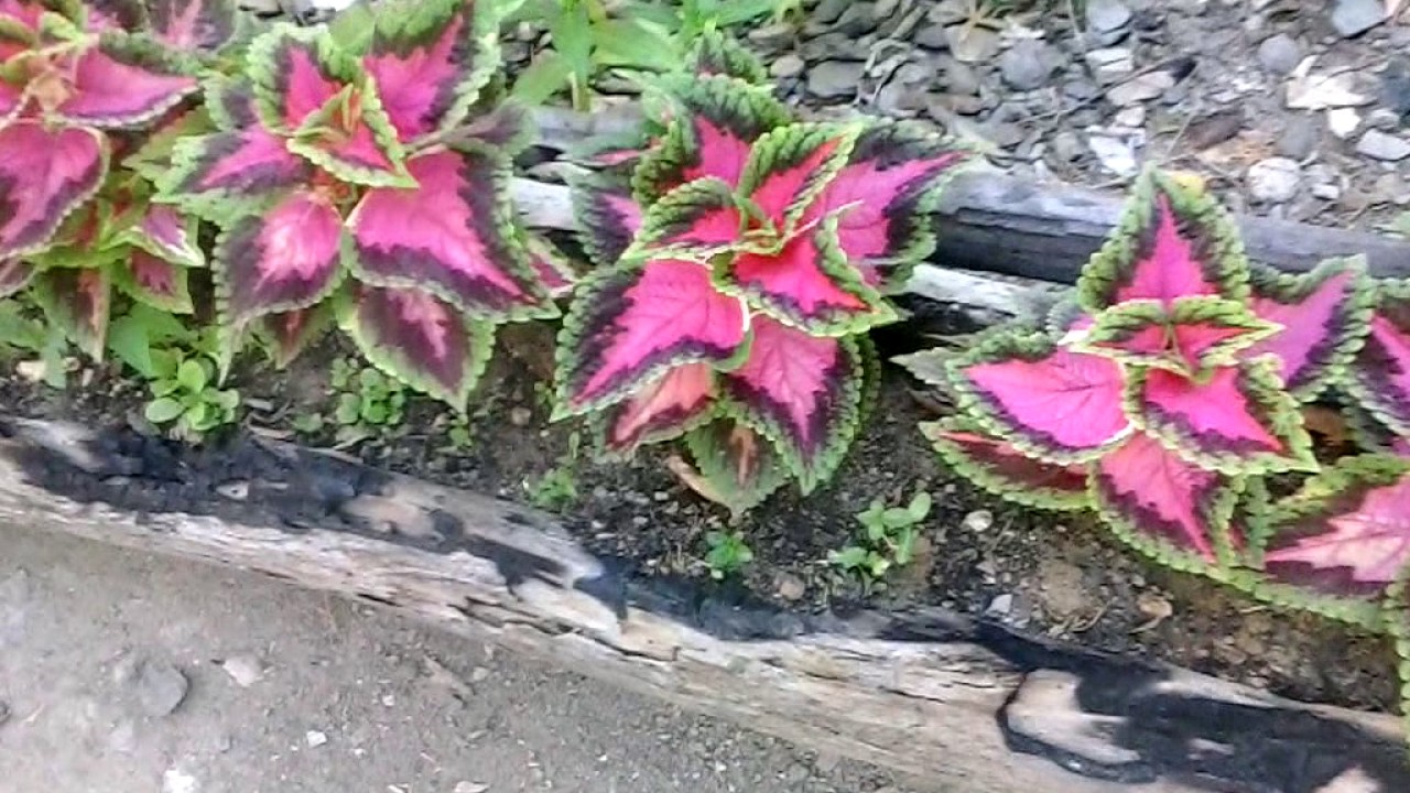 JARDINERA RUSTICA PLANTAS COLEOS - YouTube